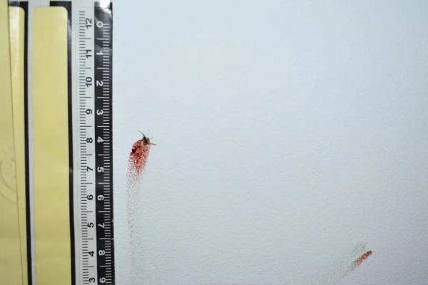 震惊！被拍扁在墙上的蚊子，竟成了犯罪现场的“目击证人”
